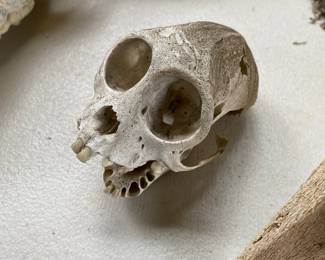 Small Monkey Skull