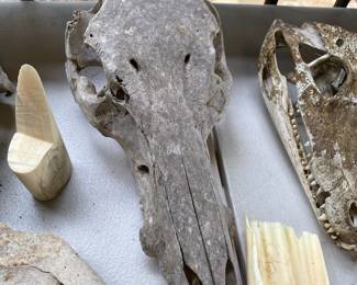 Cow Skull, Alligator Skull
