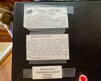 Megladon Shark Tooth, Trilobite Fossil Morocco Specimen, Dawn Redwood Fossil, Ammonite Aspenites Acutus