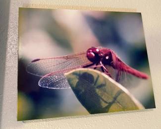 Canvas Print of Dragon Fly