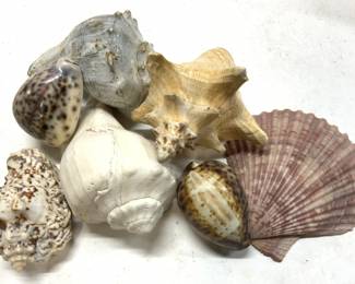 Lot 7 Oversized Snail Shells, Scallop, more