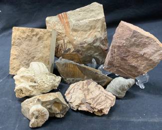 Lot 8 Floral & Undersea Animal Fossil Specimens