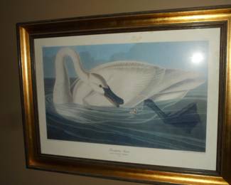 Framed/matted Trumpeter Swan pictlure