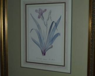 Matted framed Iris picture