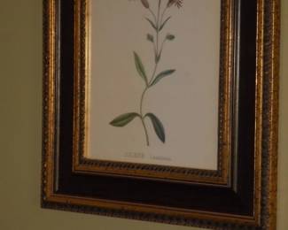 Matted framed Selene Laciniava picture