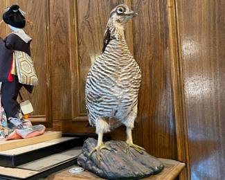 Taxidermy pheasant - excellent condition