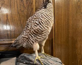 Taxidermy pheasant - excellent condition