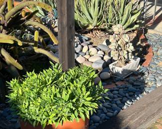Beautiful plants, pots, patio furniture, statuary and yard art.