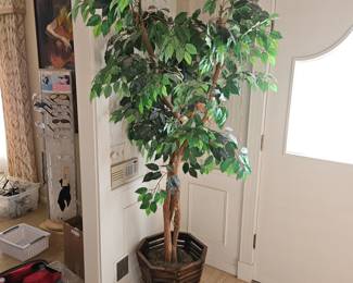Ficus Silk Tree With Wood Basket!
