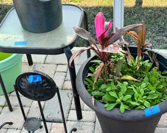Variety of plants and plant stands