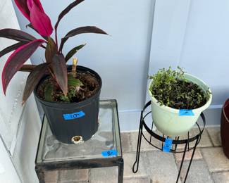 Variety of plants and plant stands