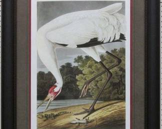 9003	HOOPING CRANE BY JOHN J. AUDUBON	30 X 38.5

