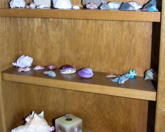 Assortment seashells