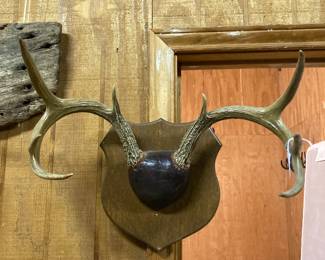 mounted horns