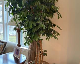 Large Decorative Plant