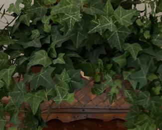 Decorative Ivy Plants