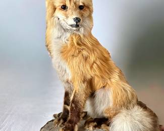 Taxidermy Fox 25” tall with platform 
Great Shape