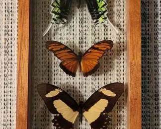 Butterfly Collection