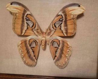 Atticus Atlas Moth