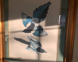 Audubon Amsterdam Magpies 