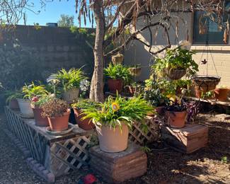 SOME PLANTS WILL BE FOR SALE