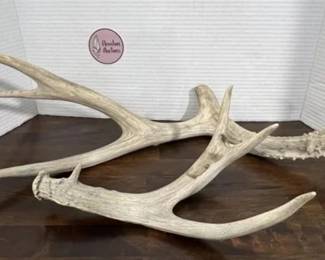antler