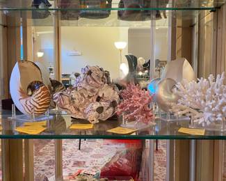 Shells & Coral