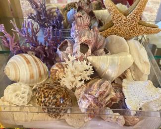 Shells & Coral