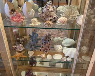 Coral & shells