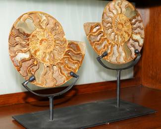 Large Ammonite Fossils, Jurassic Period 