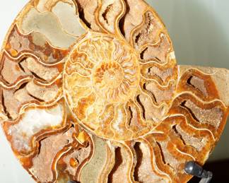 Detail of Large Ammonite