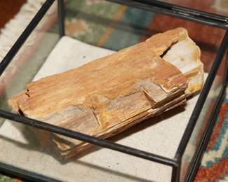 Petrified Wood in Glass Box