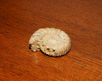 Small Ammonite Fossil 