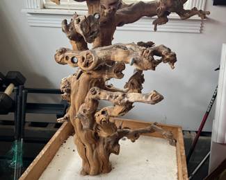 Bird or reptile tree