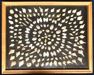 Unique Shell Display
