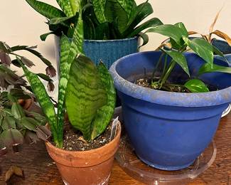 Variety of House Plants