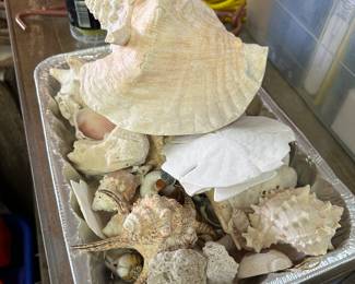 Shells