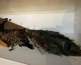 Automaton Peacock