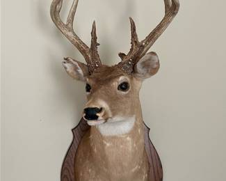 Deer Taxidermy Wall Mount