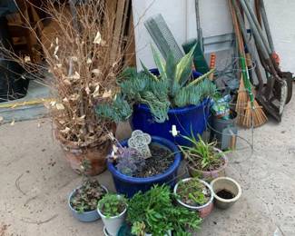 plants & garden tools
