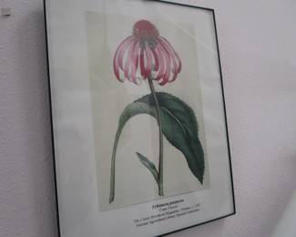 Botanical prints