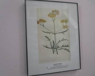 Botanical prints
