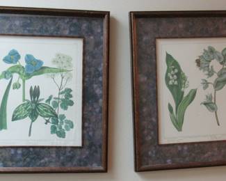Set of Four Botanical Engravings, Prints of Sydenham Edwards Originally Drawn in 1806