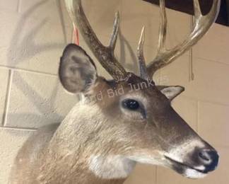 Deer mount