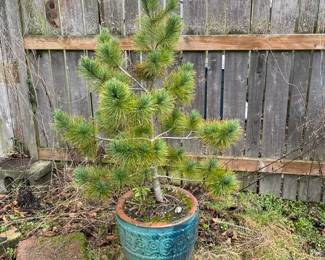 Potted Pine Tree