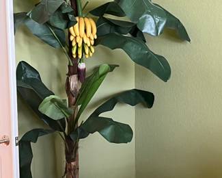 Banana tree