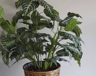 Silk Plant 44 Inches Tall 30 Inches Wide