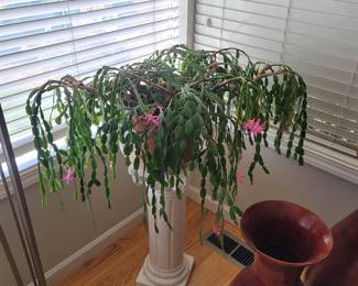 Potted Mature Christmas Cactus