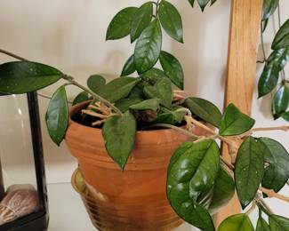 Potted Hoya Carnosa House Plant
