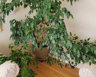 Potted Mature Ficus Tree